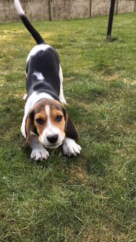 Nitro, Beagle