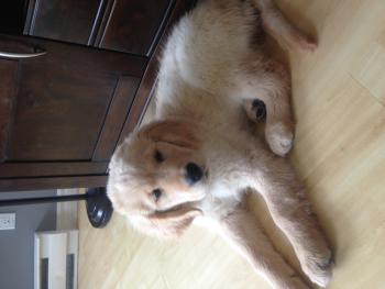 Shadow, Golden Retriever