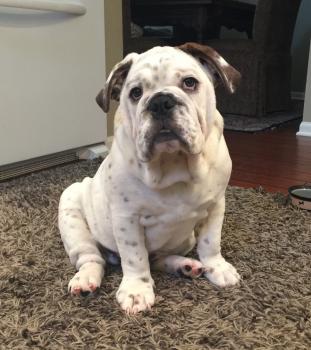 Sullivan, Bouledogue Anglais