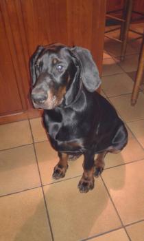 Arès, Dobermann