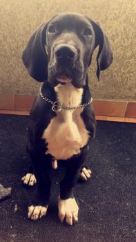 Nestor, Gran Danés