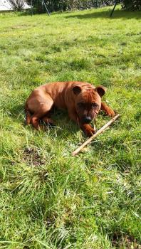 noki, Staffordshire Bull Terrier