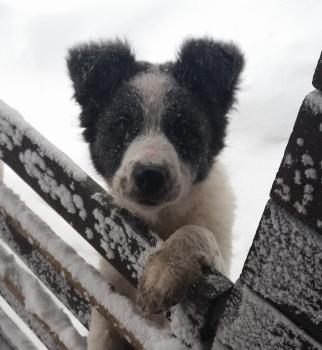 Rocky, Border Collie