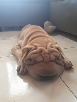 Helga, Shar Pei