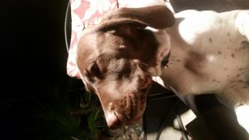 Henry, Braco Alemán De Pelo Corto