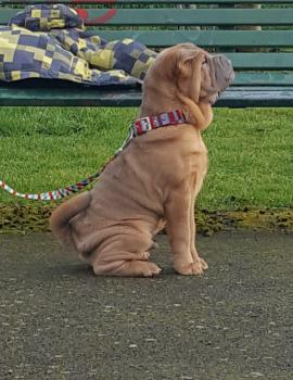 Słodziak, Shar-Pei