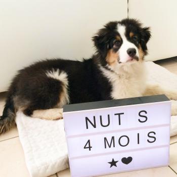 Nut's, Pastor Australiano