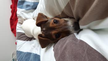 Pupi, Parson Jack Russell Terrier (De Pelaje Corto - Suave)