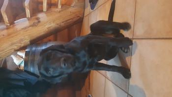 N'Ko, Labrador Retriever