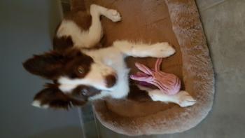 Nala, Border Collie