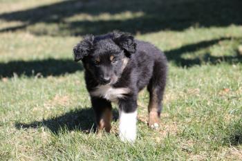 Tyson, Australian Shepherd