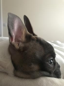Franco, Bulldog Francés