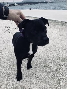 Ninja, Staffordshire Bull Terrier
