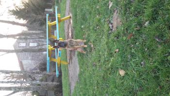 Niro, Pastor Belga Malinois