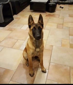 Naya, Pastor Belga Malinois