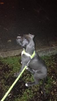 Saïko, American Staff