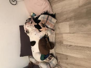 Olly, Bulldog