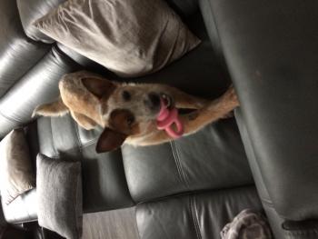 Kazia, Australischer Treibhund