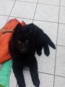 Rollo, Perro Pastor Alemán