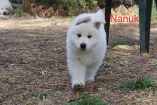 Nanuk, Pastor Blanco Suizo