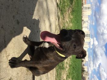Faya, Staffordshire Bull Terrier