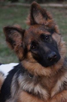 Nala, Perro Pastor Alemán