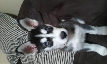 Halo, Husky Siberiano