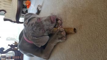 Winnie, Mastino Napoletano
