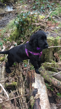 Meg, Cocker Spaniel