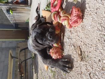 Stark, Cane Corso