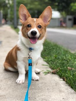 Barry, Welsh Corgi Pembroke