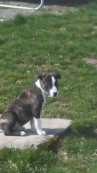 tyson, American staffordshire terrier