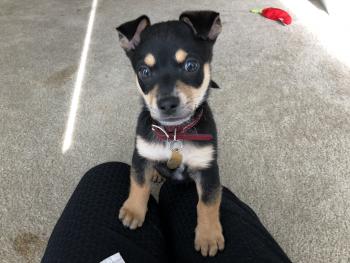 Rudy, American Staff