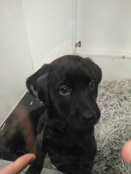 Wendy, Labrador Retriever