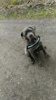 Newton, Cane Corso