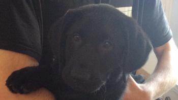 Blacky, Labrador Retriever