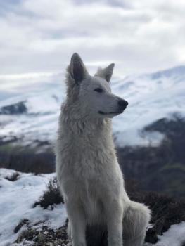 Nala, Pastor Blanco Suizo