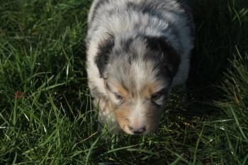 onyx, Pastor Australiano