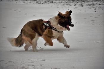 Koda, San Bernardo