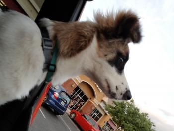 Autumn, Border Collie