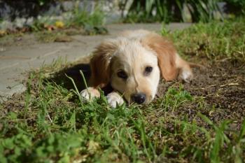 Wilbur, Golden Retriever