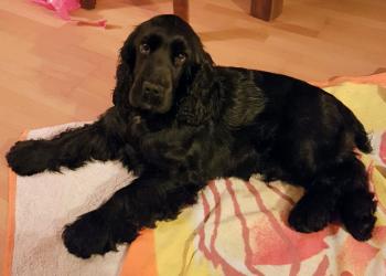 Jack, Cocker Spaniel