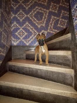 Loriss, Pastor Belga Malinois