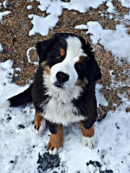 Marcus, Boyero De Berna