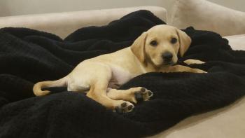 Rio, Labrador Retriever