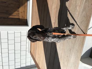 GUNNER, Braco Alemán De Pelo Corto