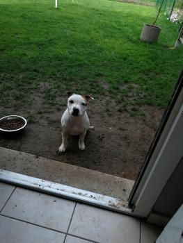 Nox, Staffordshire Bull Terrier