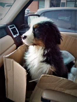 MARLEY, Boyero De Berna