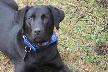Nash, Labrador Retriever