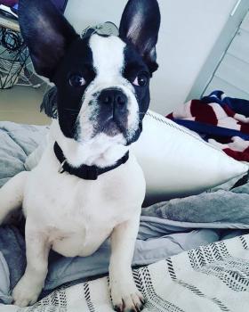 Nockx, Bulldog Francés